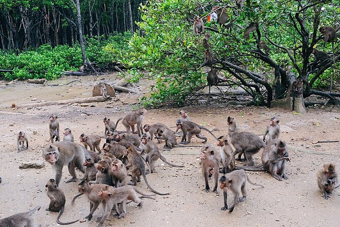 From Ho Chi Minh: Can Gio Trek – Monkey Island & Crocodile Farm - Optional speedboat to Sac Guerrilla Base: should you add it?