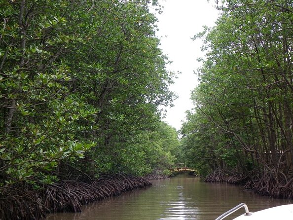 From Ho Chi Minh: Can Gio Trek – Monkey Island & Crocodile Farm - From Ho Chi Minh City to the mangroves: pickup, ferry, and timing reality