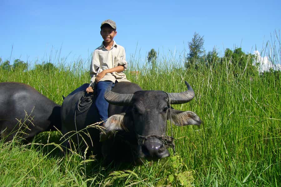Hoi An Countryside: Guided Morning or Afternoon Bicycle Tour - Why this Hoi An countryside ride beats the usual tour route