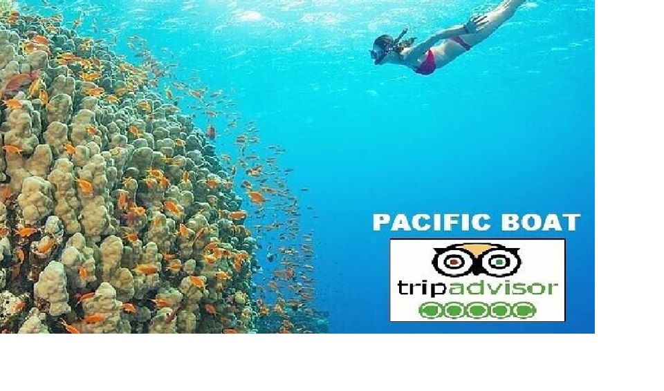 Hoi An/Da Nang: Snorkelling & Island-Hopping Speedboat Tour - Two Islands, One Smooth Speedboat Day from Hoi An and Da Nang