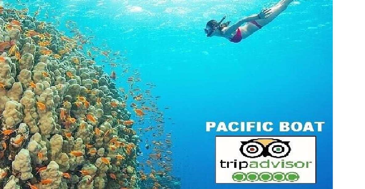 Hoi An/Da Nang: Snorkelling & Island-Hopping Speedboat Tour - Cham Islands Snorkeling Stop #1: Dai Island and Soft Coral Country