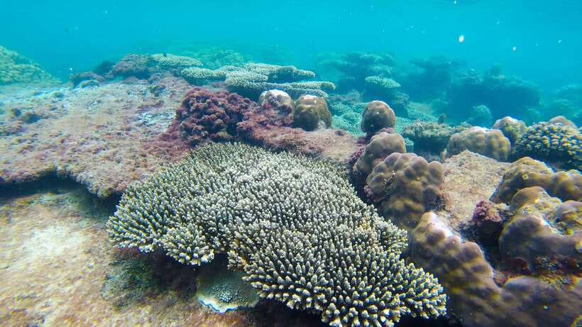 Phu Quoc: 3 Island Tour by Boat with Guide - Stop 1: Buom (Xuong) Island snorkeling and the reef reality check