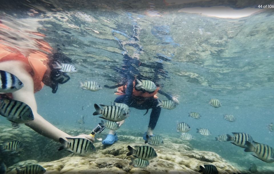 Phu Quoc: Speedboat Tour of 4 Islands with Snorkeling & BBQ - Stop 3: Buom Island Snorkeling and Optional Fish Feeding